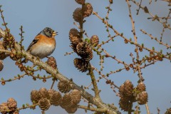DSC_6426 Fotograferet i Himmelev grusgrav