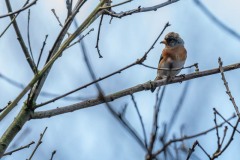 PH84306 Fotograferet i Ganløse ore