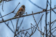 PH84311 Fotograferet i Ganløse ore