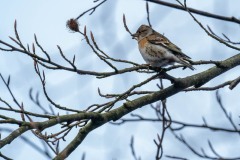 PH84325 Fotograferet i Ganløse ore