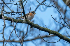 PH84335 Fotograferet i Ganløse ore