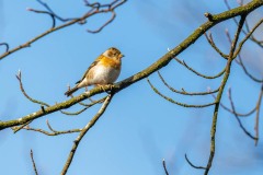 PH84339 Fotograferet i Ganløse ore