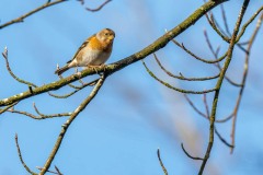 PH84342 Fotograferet i Ganløse ore