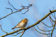 PH84344 Fotograferet i Ganløse ore