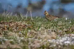 Fotograferet på Bolund halvø