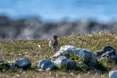 Fotograferet på Bolund halvø