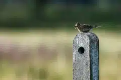 Fotograferet i Polen