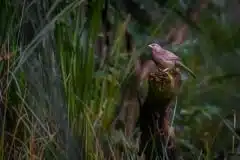 Foto taget i Nepal