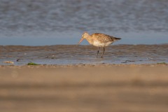 DSC5503 Fotograferet på Fanø