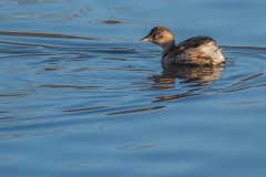 PHL3106 Fotograferet ved Tueholm sø