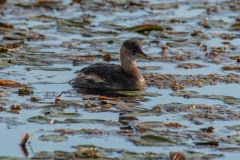 PHL5972 Fotograferet på Fanø