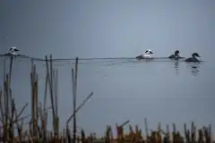 Fotograferet ved Arresø