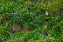 DSC_3235 Fotograferet på Vestmannaeyjar, Island
