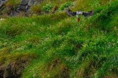 DSC_3250 Fotograferet på Vestmannaeyjar, Island