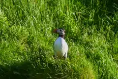 Fotograferet på Vestmannaeyjar, Island