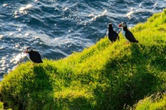 DSC_5034 Fotograferet på Vestmannaeyjar, Island