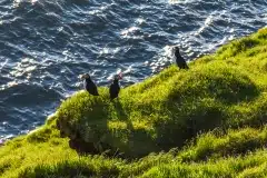 Fotograferet på Vestmannaeyjar, Island