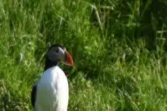 Fotograferet på Vestmannaeyjar, Island