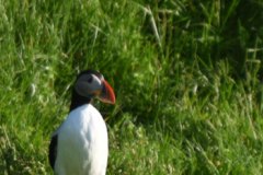 Fotograferet på Vestmannaeyjar, Island
