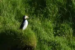 Fotograferet på Vestmannaeyjar, Island