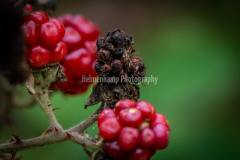 Macro fotografering