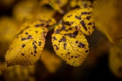 DSC_2964 Efterår og flotte farver