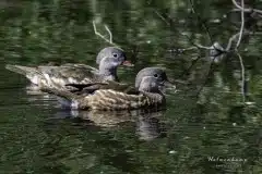 Foto i Ullerup gadekær