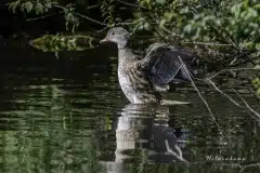 Foto i Ullerup gadekær