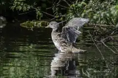 Foto i Ullerup gadekær