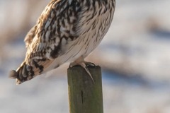 DSC1775 Fotograferet ved Søborg sø