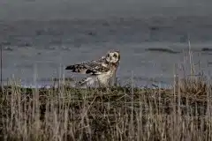 Fotograferet ved Ølsømagle revle