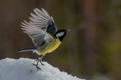 PH84431 Fotograferet i Kalvträsk