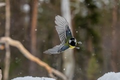 PH84701 Fotograferet i Kalvträsk