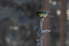 PH88033 Fotograferet i Kalvträsk