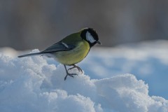 PH88589 Fotograferet i Kalvträsk