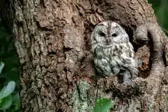 Fotograferet i Gribskov