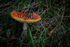 DSC_3440 Rød fluesvamp