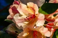 Rhododendron