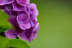 Hortensia