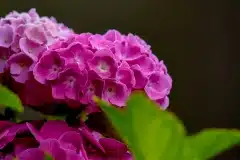 Hortensia