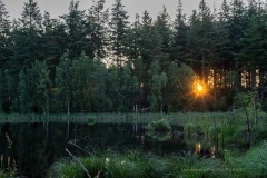 NEP_6917 Solopgang i  Danstrup Hegn