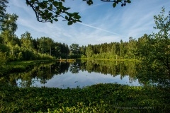 Skoven spejler sig i søen Danstrup Hegn