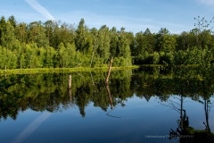 Skoven spejler sig i søen Danstrup Hegn