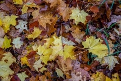 NEP_8147 Efterår og flotte farver