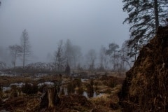 NEP_9291 Morgendis i skoven Ganløse Ore