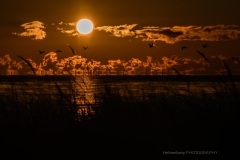 PH80209 Solopgang