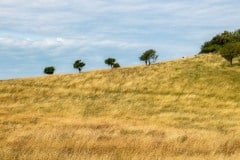 PH80909 Træerne på kanten i den Fynske natur