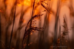 PHL5343 Siv og solopgang