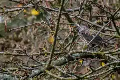 PH80814 Fotograferet i Ålsgårde