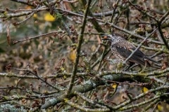 PH80814 Fotograferet i Ålsgårde